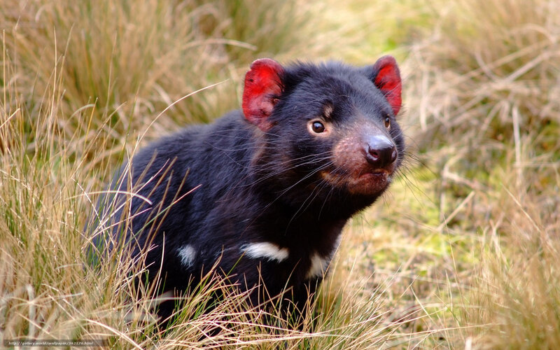 Tasmanian Devil in Grass — Black, Natural, Photograph