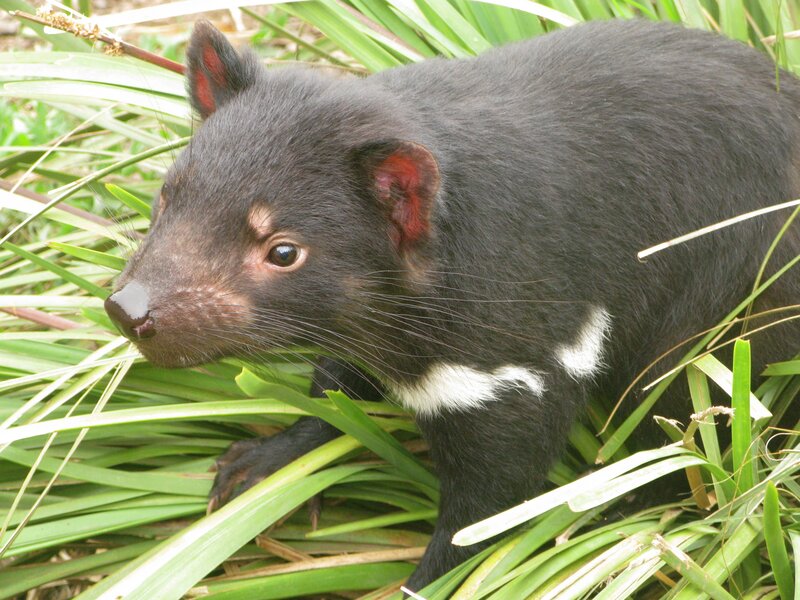 Tasmanian Devil in Grass — Black, Natural