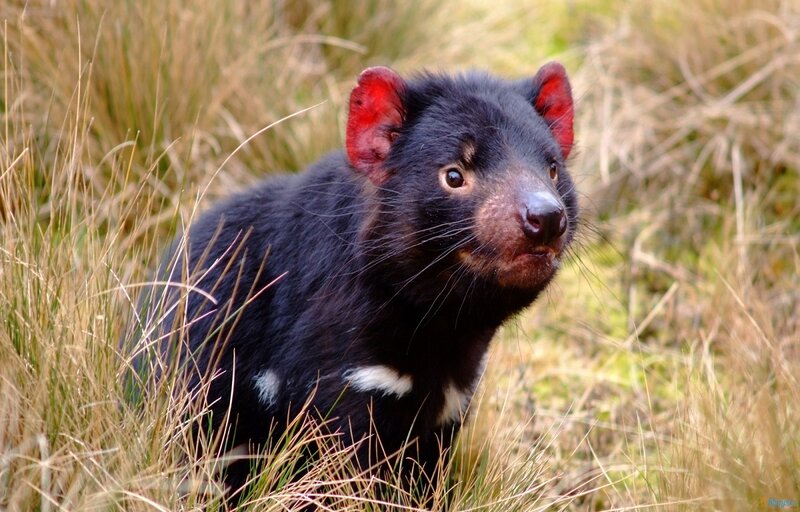 Tasmanian Devil in Grass — Black