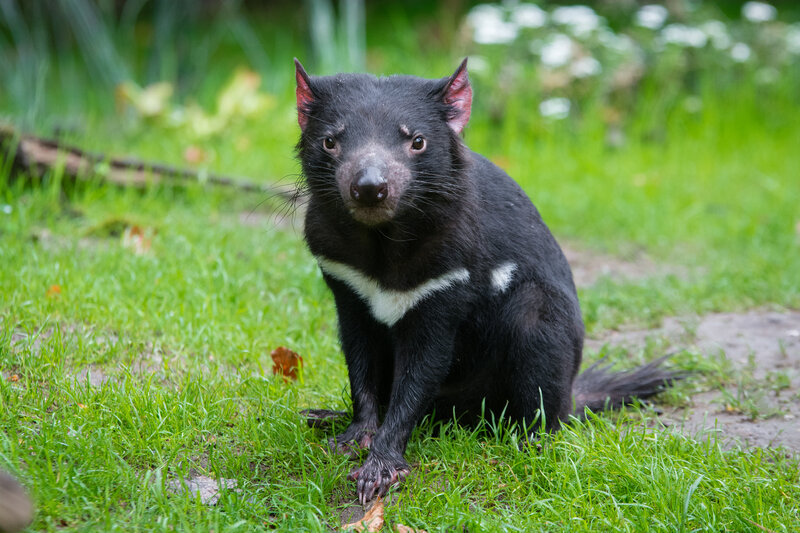 Tasmanian Devil in Grass — Green, Calm