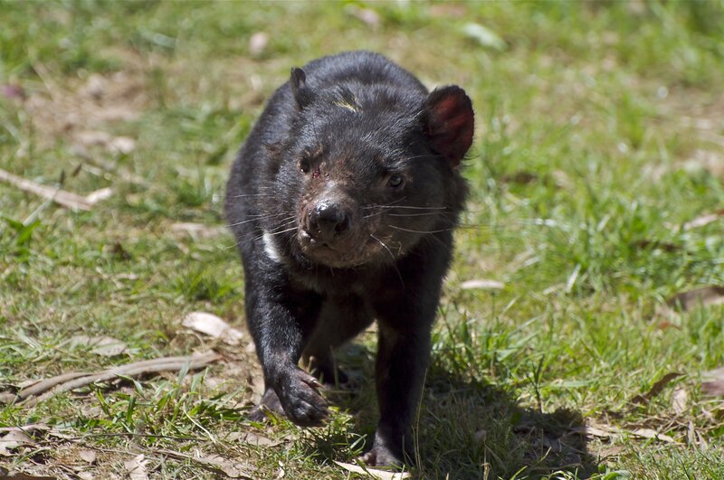 Tasmanian Devil in Grass — Green