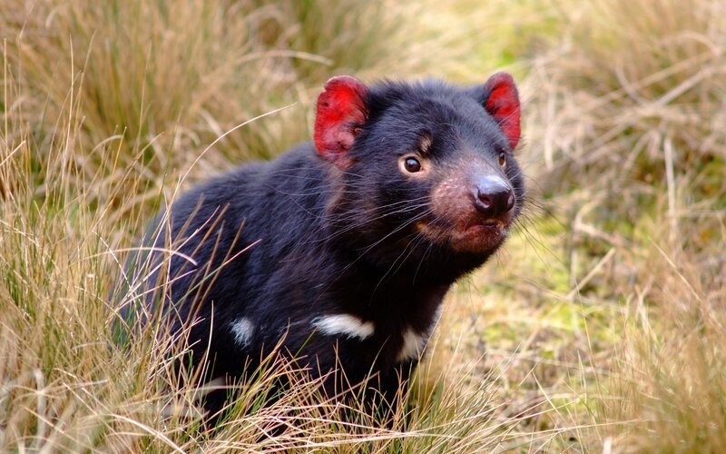 Tasmanian devil in grass