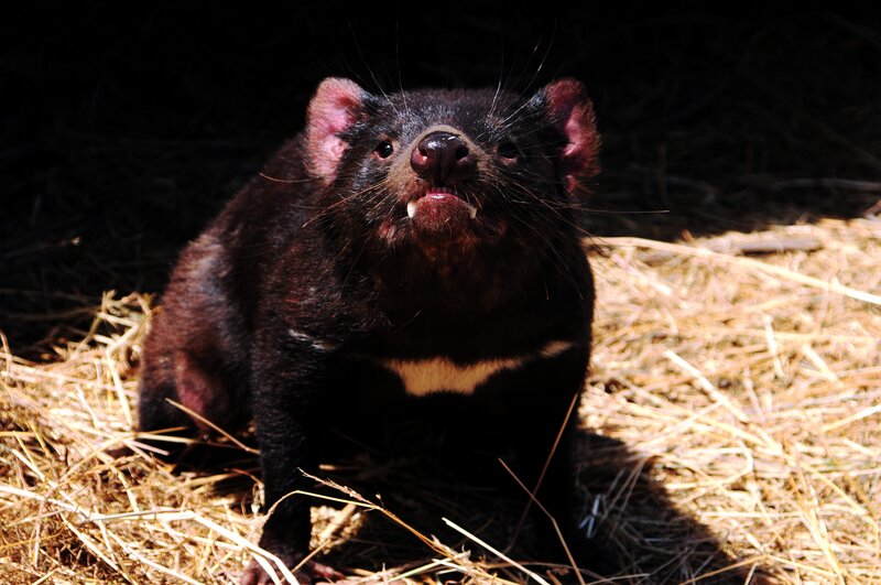 Tasmanian devil in hay