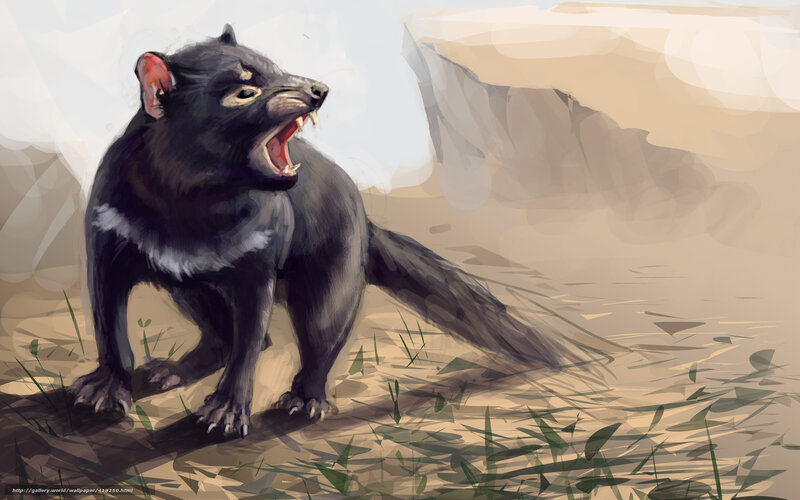 Tasmanian devil in the wild
