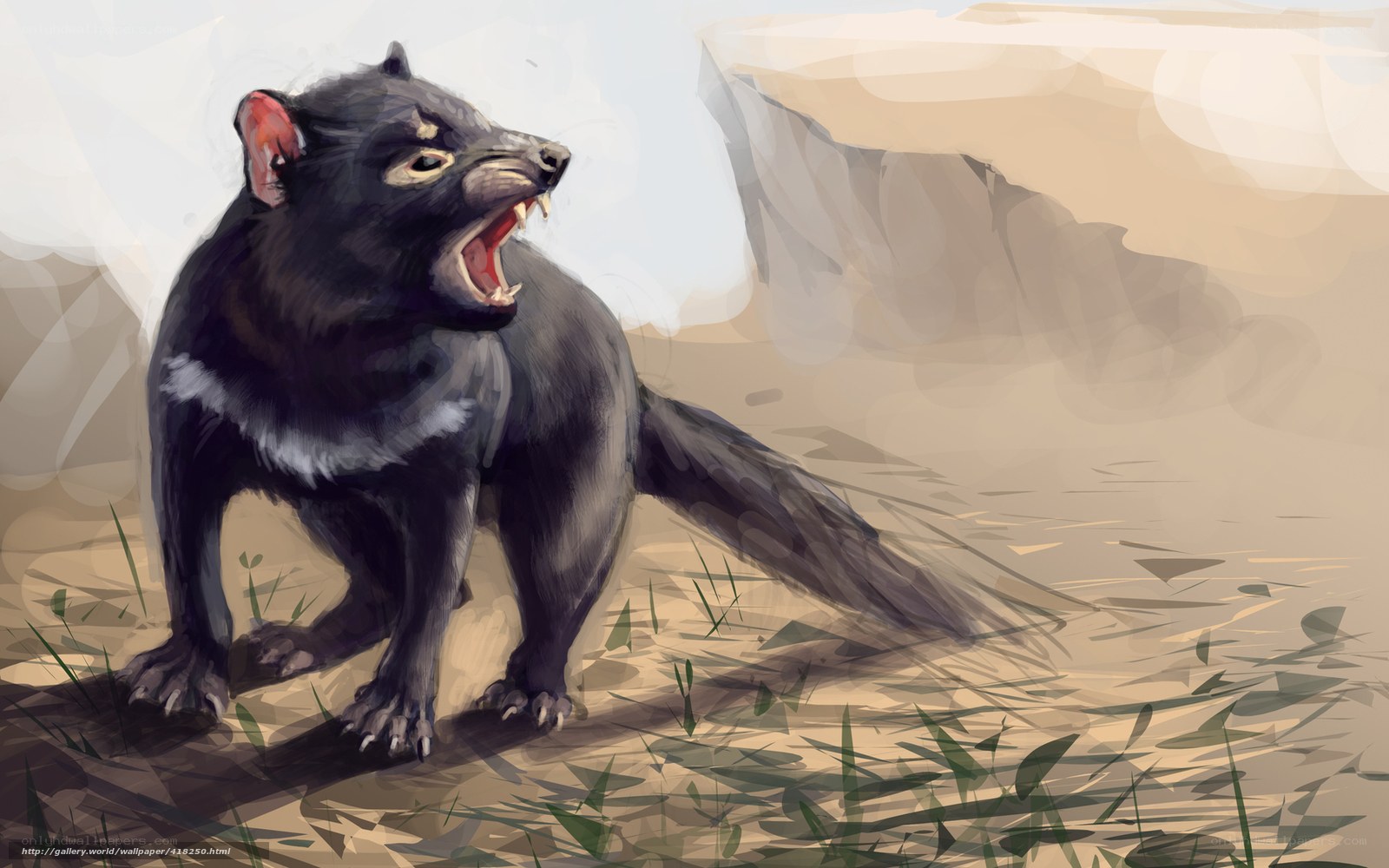 Tasmanian devil in the wild