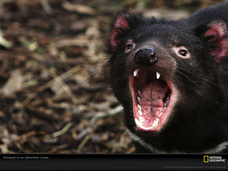 Tasmanian Devil