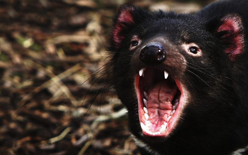 Tasmanian devil with open mouth