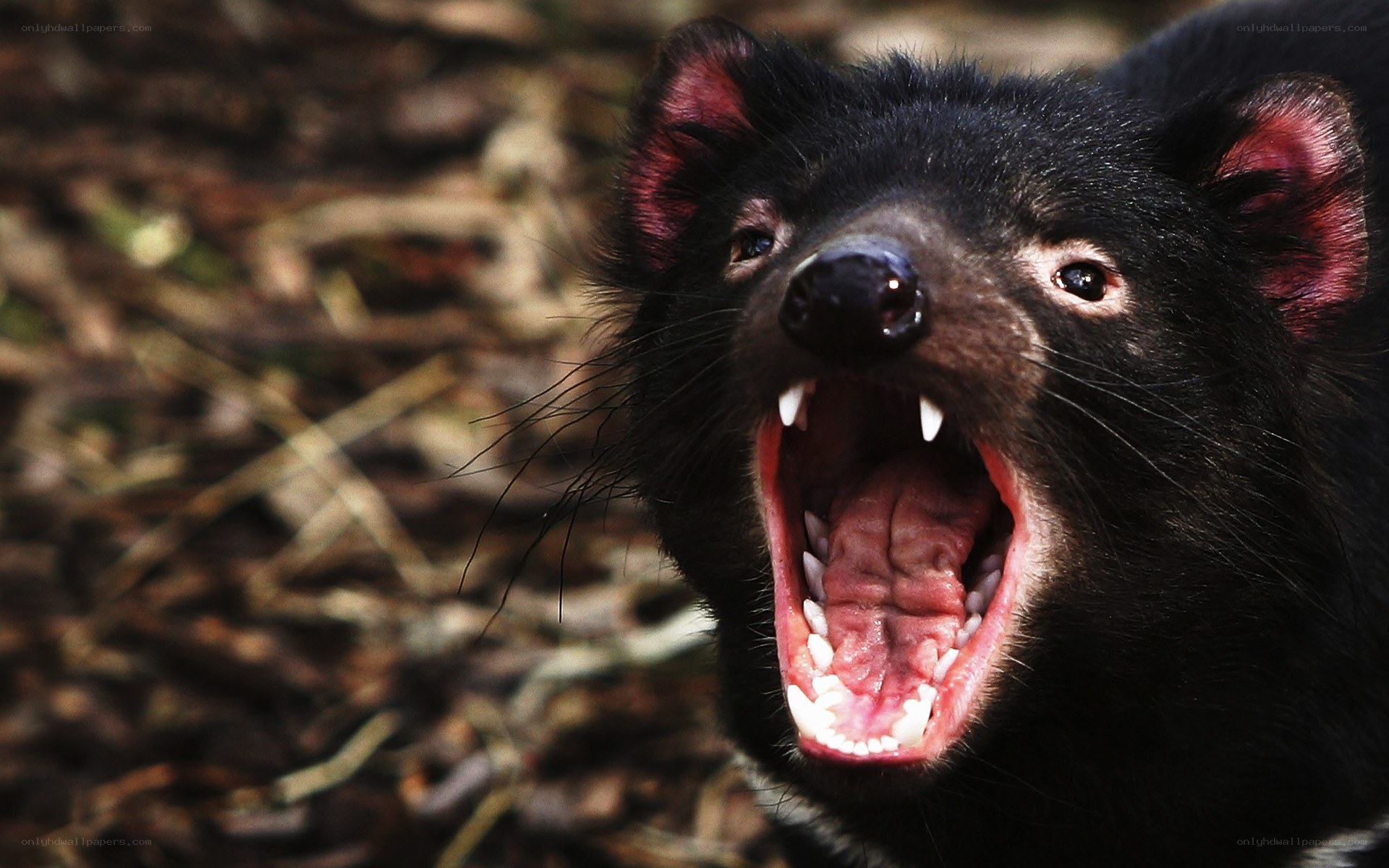Tasmanian devil with open mouth