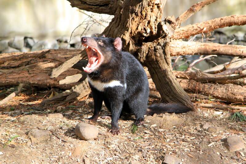 Tasmanian devil yawning