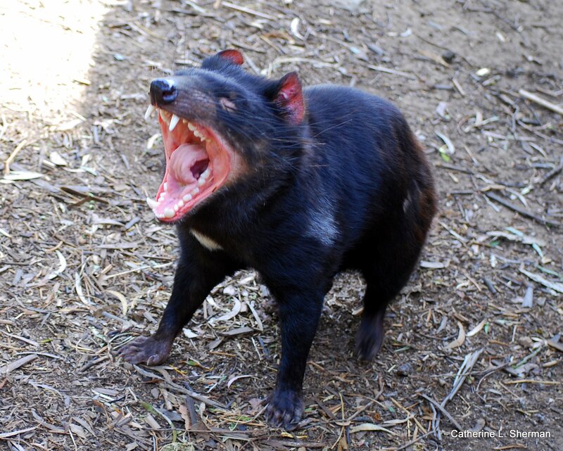 Tasmanian devil yawning
