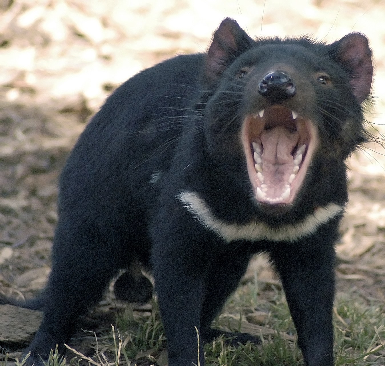 Tasmanian devil yawning