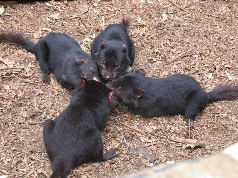 Tasmanian devils feeding