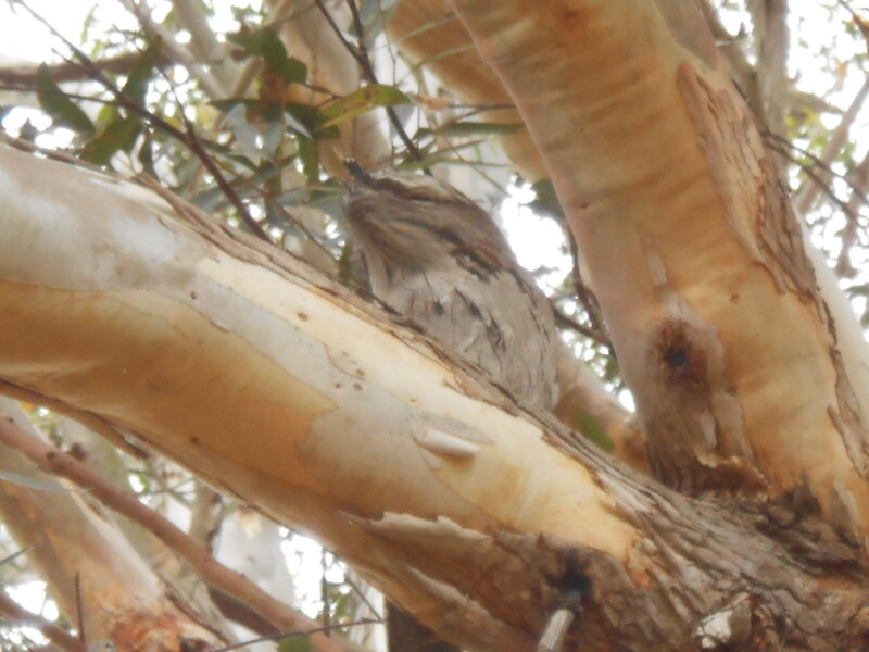 Tawny Frogmouth Bird — Brown, Natural
