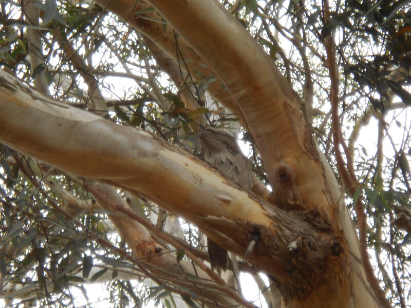 Tawny Frogmouth Bird — Brown