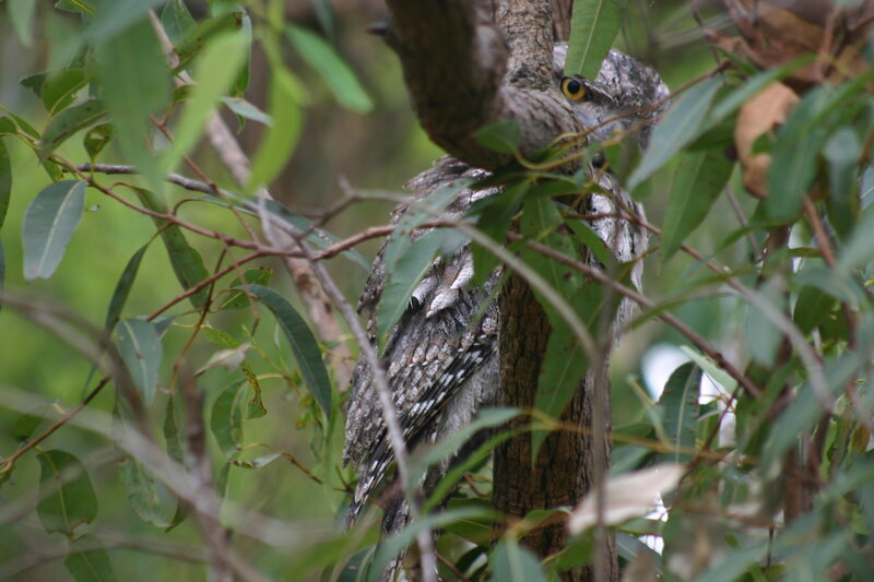Tawny Frogmouth Bird