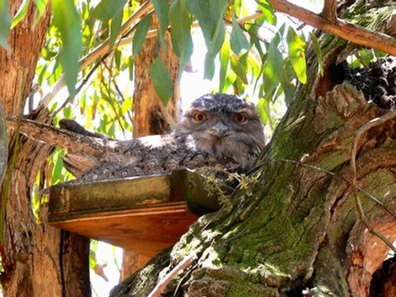 Tawny Frogmouth in Tree