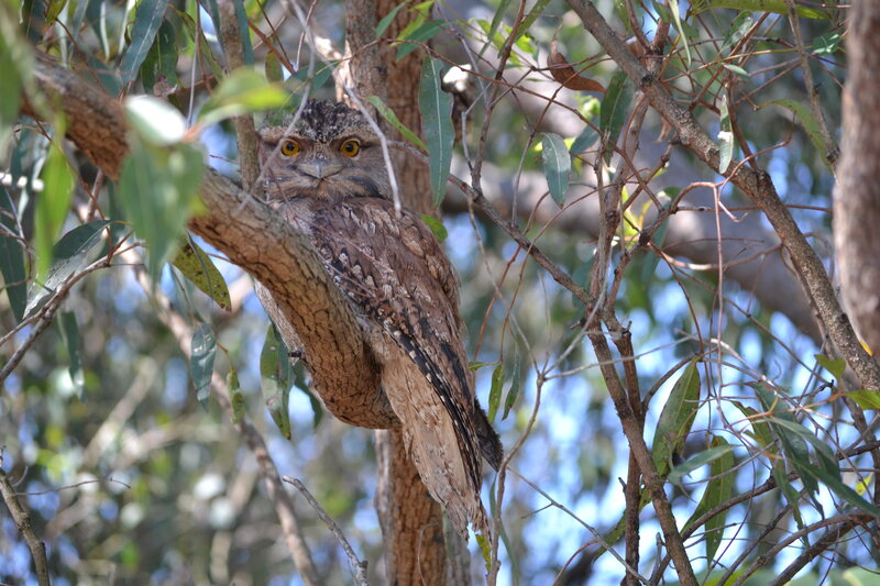 Tawny Frogmouth Owl