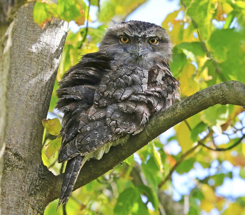Tawny frogmouth perched on branch