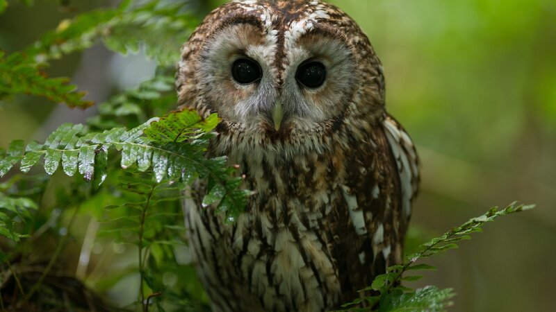 Tawny Owl in Forest — Brown, Natural
