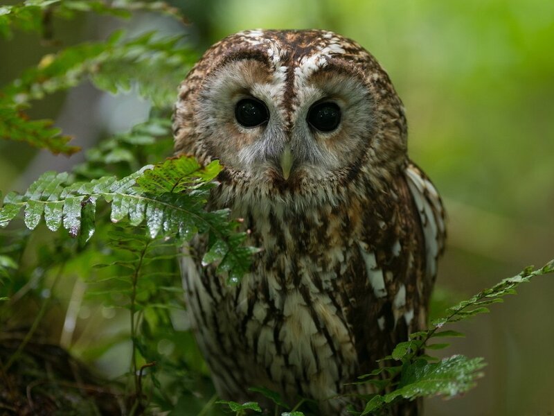 Tawny Owl in Forest — Brown