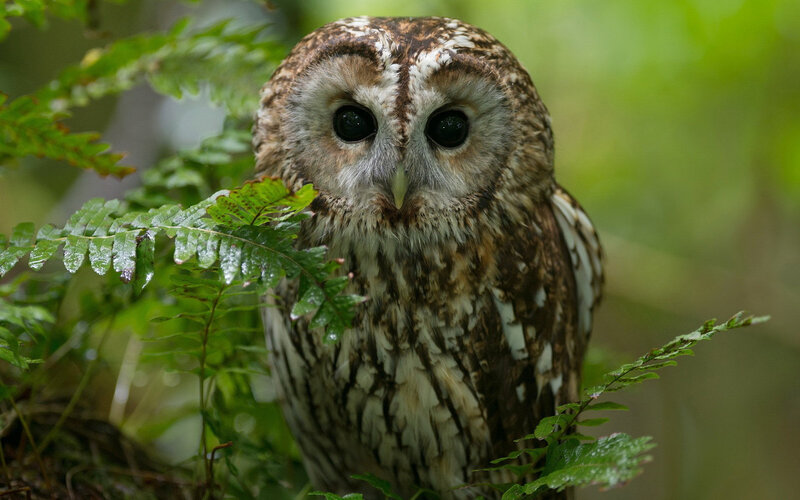 Tawny Owl in Forest