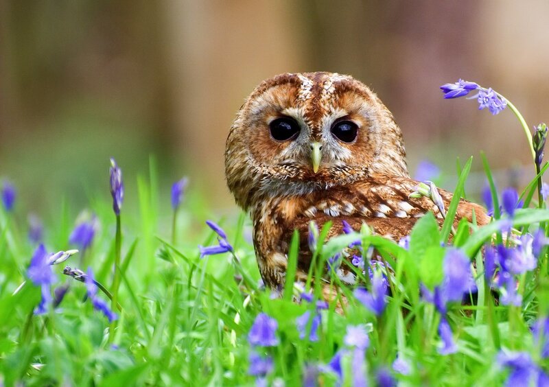 Tawny Owl in Grass