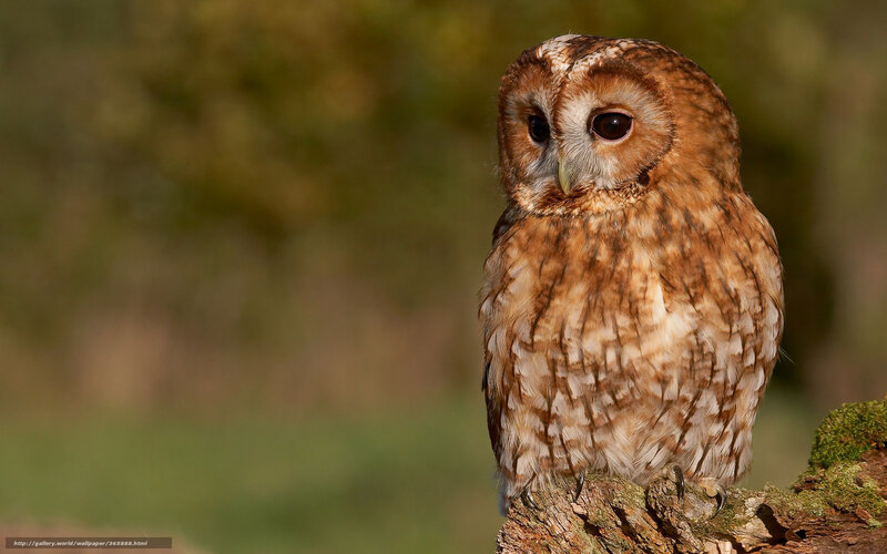 Tawny Owl on Branch — Brown, Calm, Afternoon