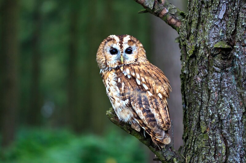 Tawny Owl on Branch — Brown, Calm