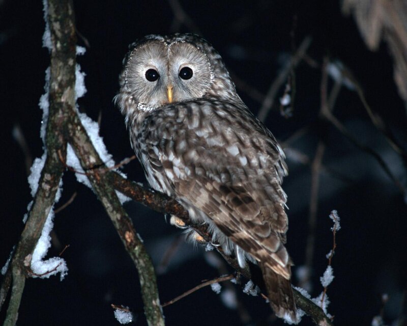 Tawny Owl on Branch — Brown
