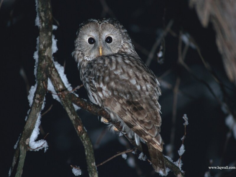 Tawny Owl on Branch