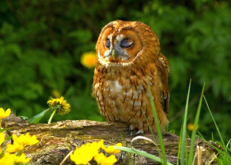 Tawny Owl on Log