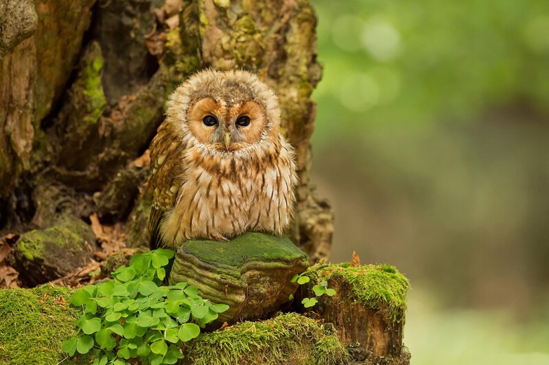 Tawny Owl on Mossy Stump