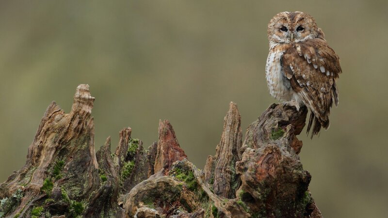 Tawny Owl on Stump — Brown