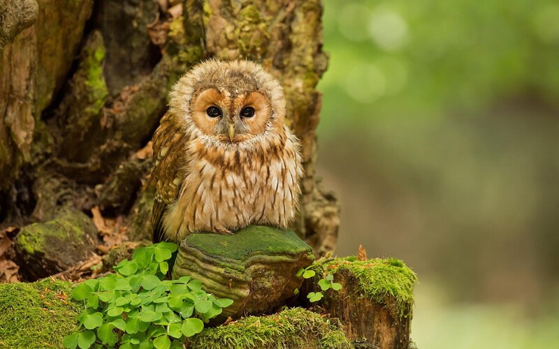 Tawny Owl on Stump — Green, Serene