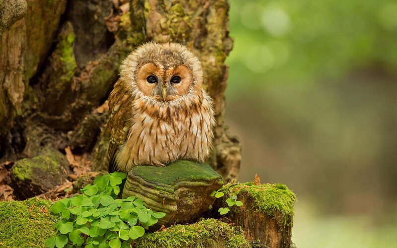 Tawny Owl on Stump — Green