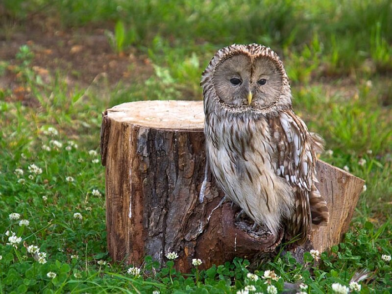 Tawny Owl on Stump