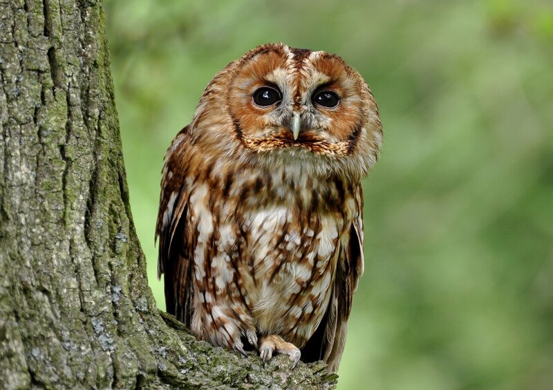 Tawny Owl on Tree — Brown