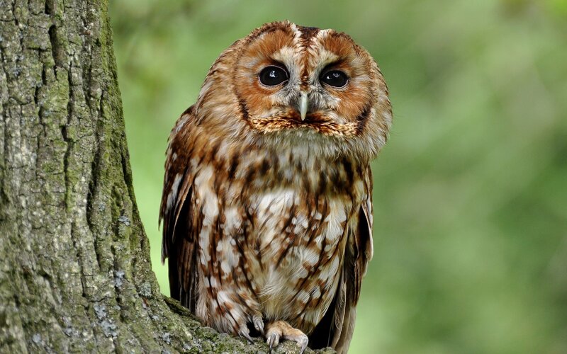 Tawny Owl on Tree