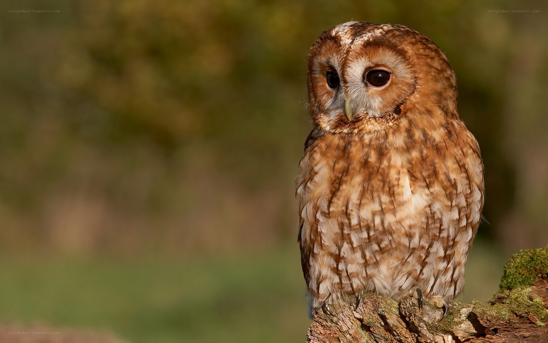 Tawny owl perched on a branch