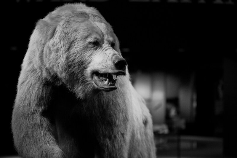 Taxidermied Bear