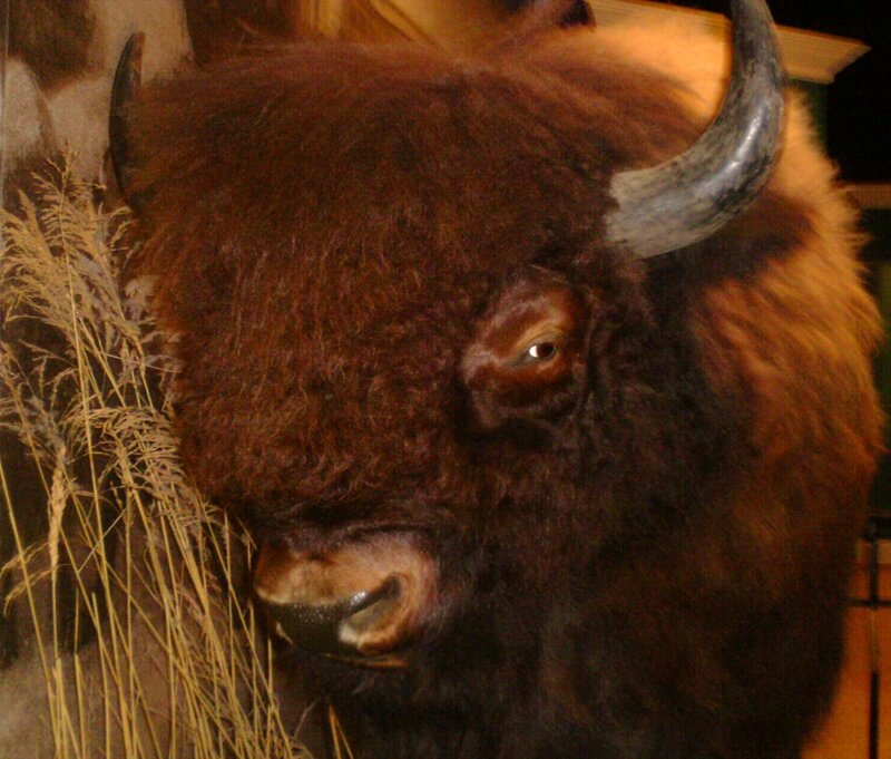 Taxidermied Bison Head