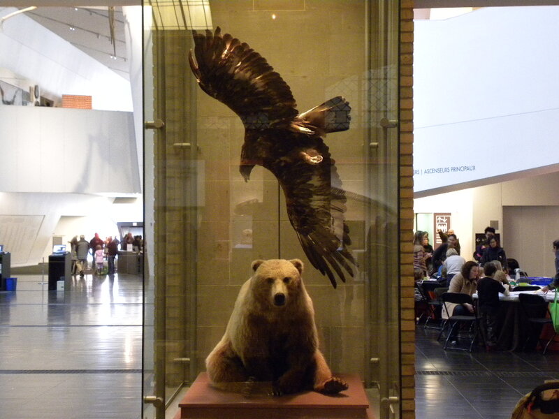 Taxidermy Bear and Eagle
