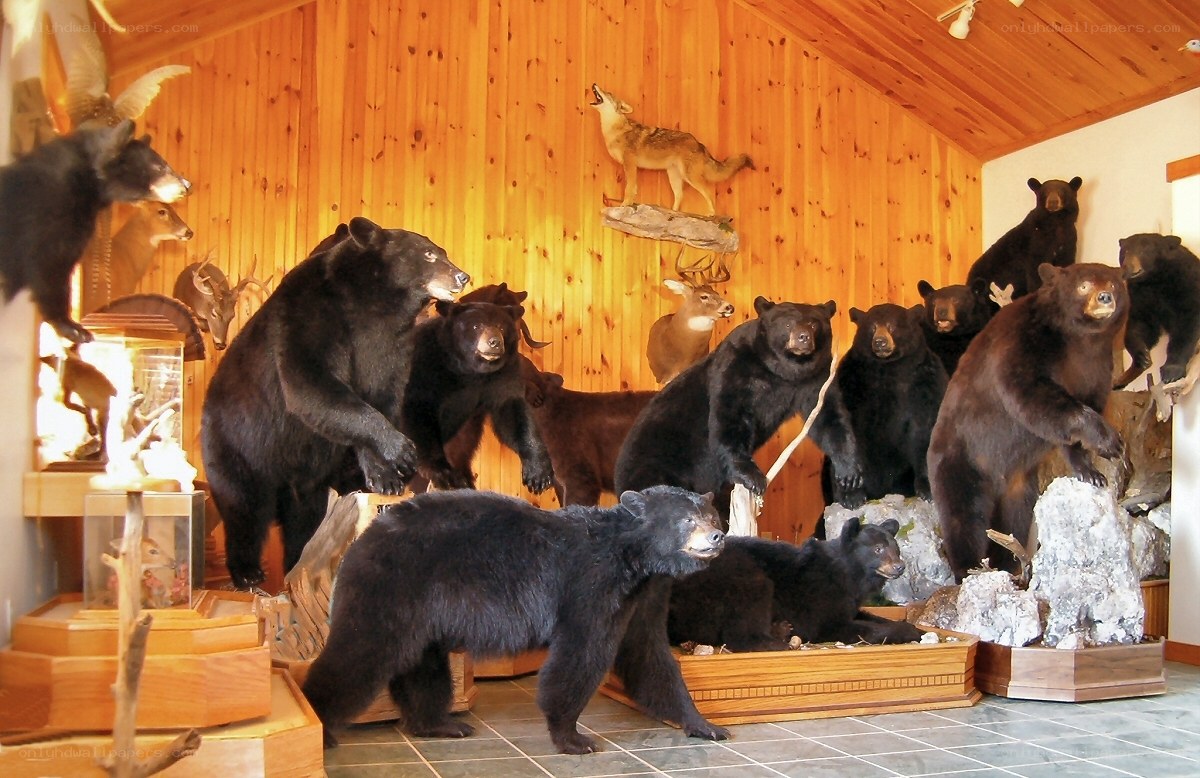Taxidermy bear display
