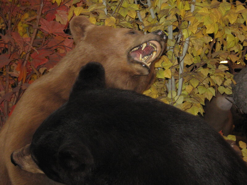 Taxidermy Bears Fighting