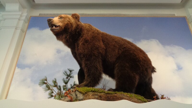 Taxidermy Brown Bear