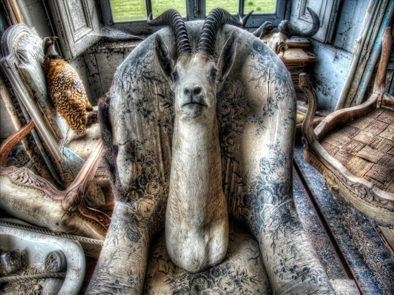 Taxidermy Goat Head