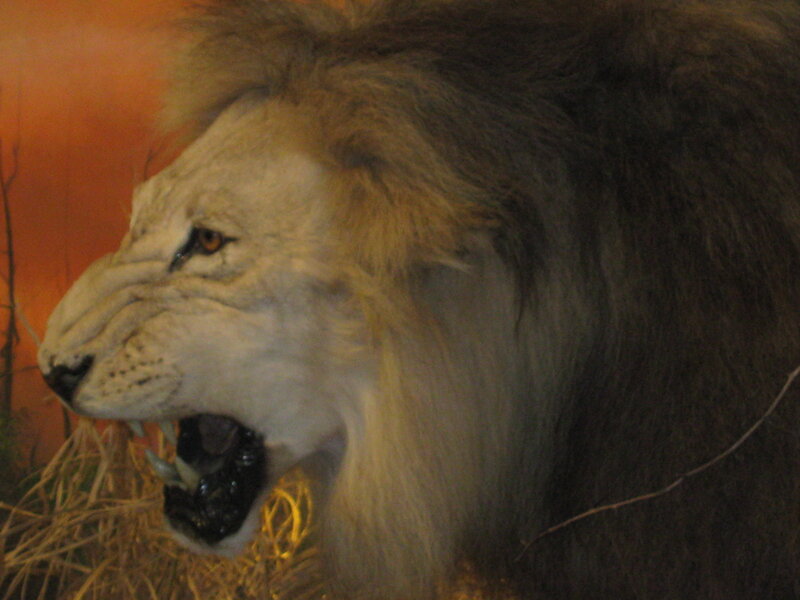 taxidermy lion head