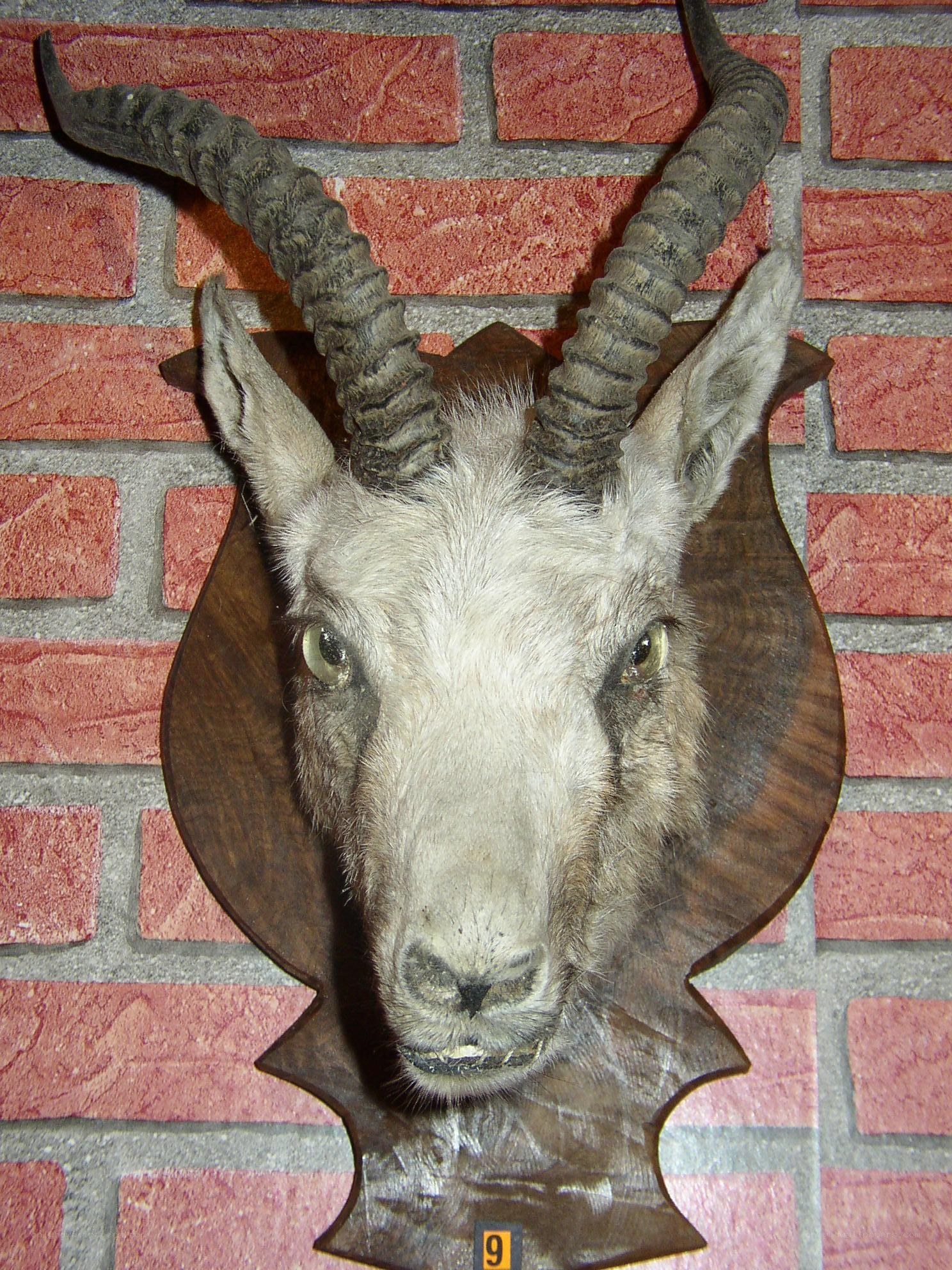 Taxidermy mountain goat head