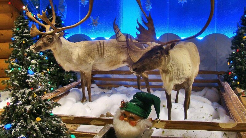 Taxidermy Reindeer Display