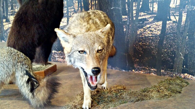 Taxidermy Wolf Display — Brown